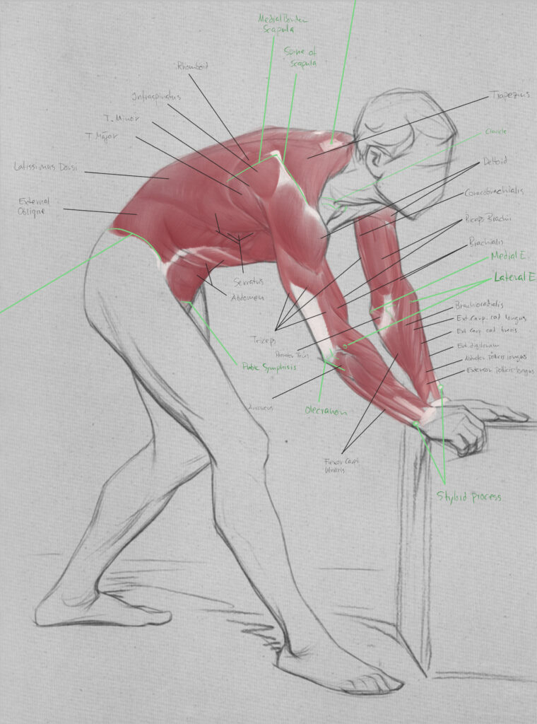 Daniel Nehring, Anatomische Zeichnung, Anatomie, Anatomy, Medizinische Illustration, Medical Illustration, Drawing, Digital Painting