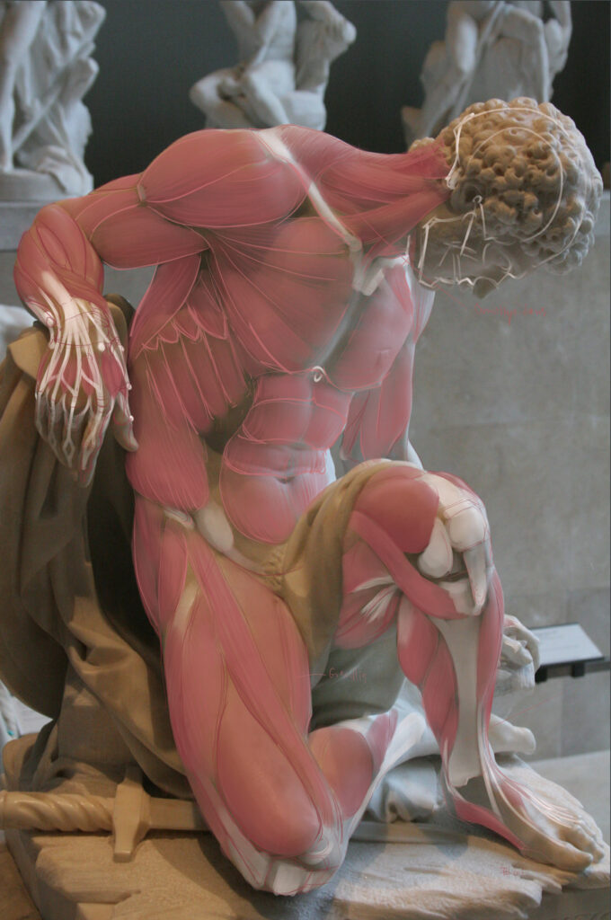 Daniel Nehring, Anatomische Zeichnung, Anatomie, Anatomy, Medizinische Illustration, Medical Illustration, Drawing, Digital Painting