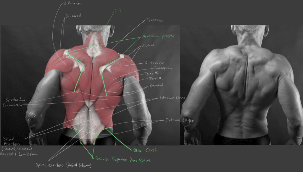 Daniel Nehring, Anatomische Zeichnung, Anatomie, Anatomy, Medizinische Illustration, Medical Illustration